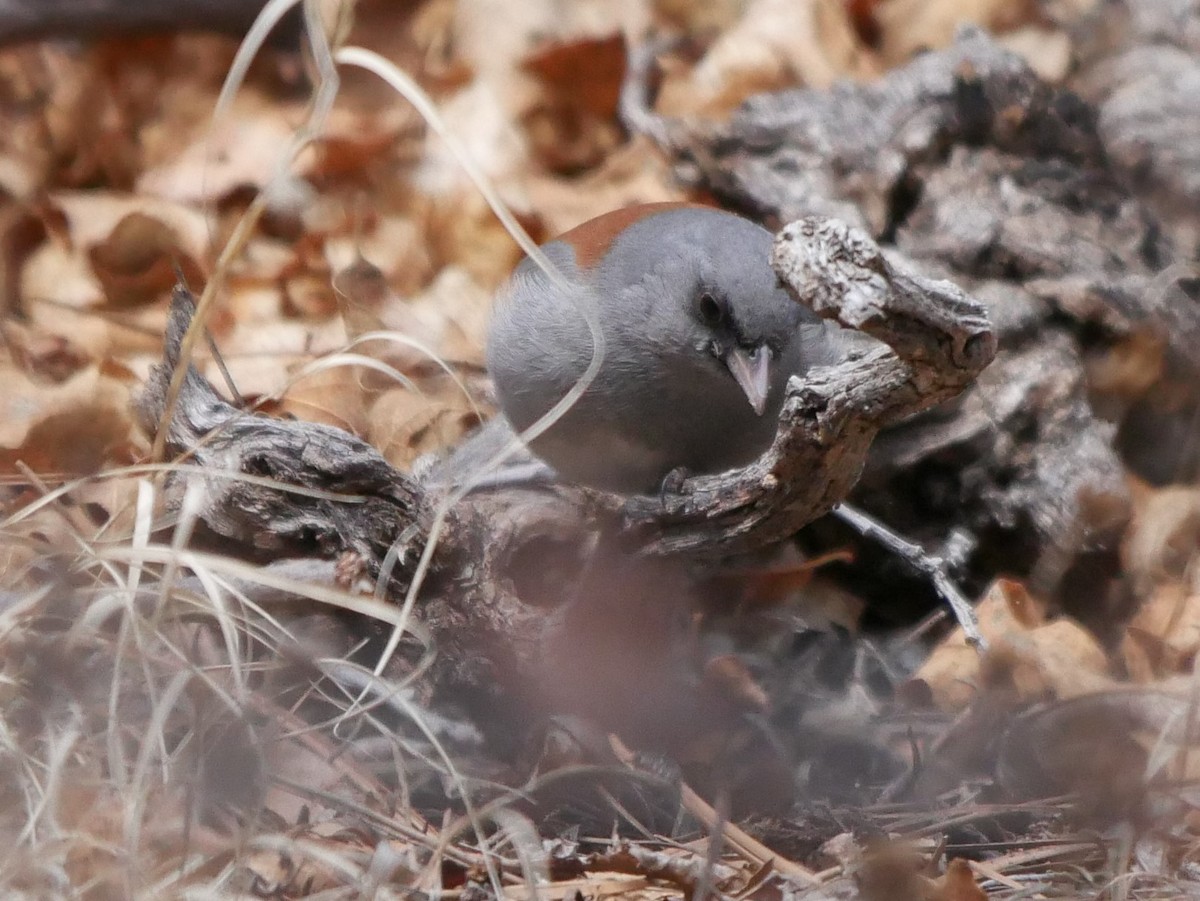 Dark-eyed Junco - ML93470601