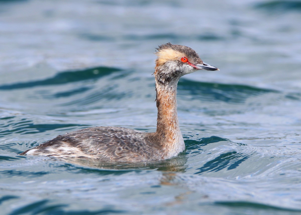 Horned Grebe - Dennis  Dirigal
