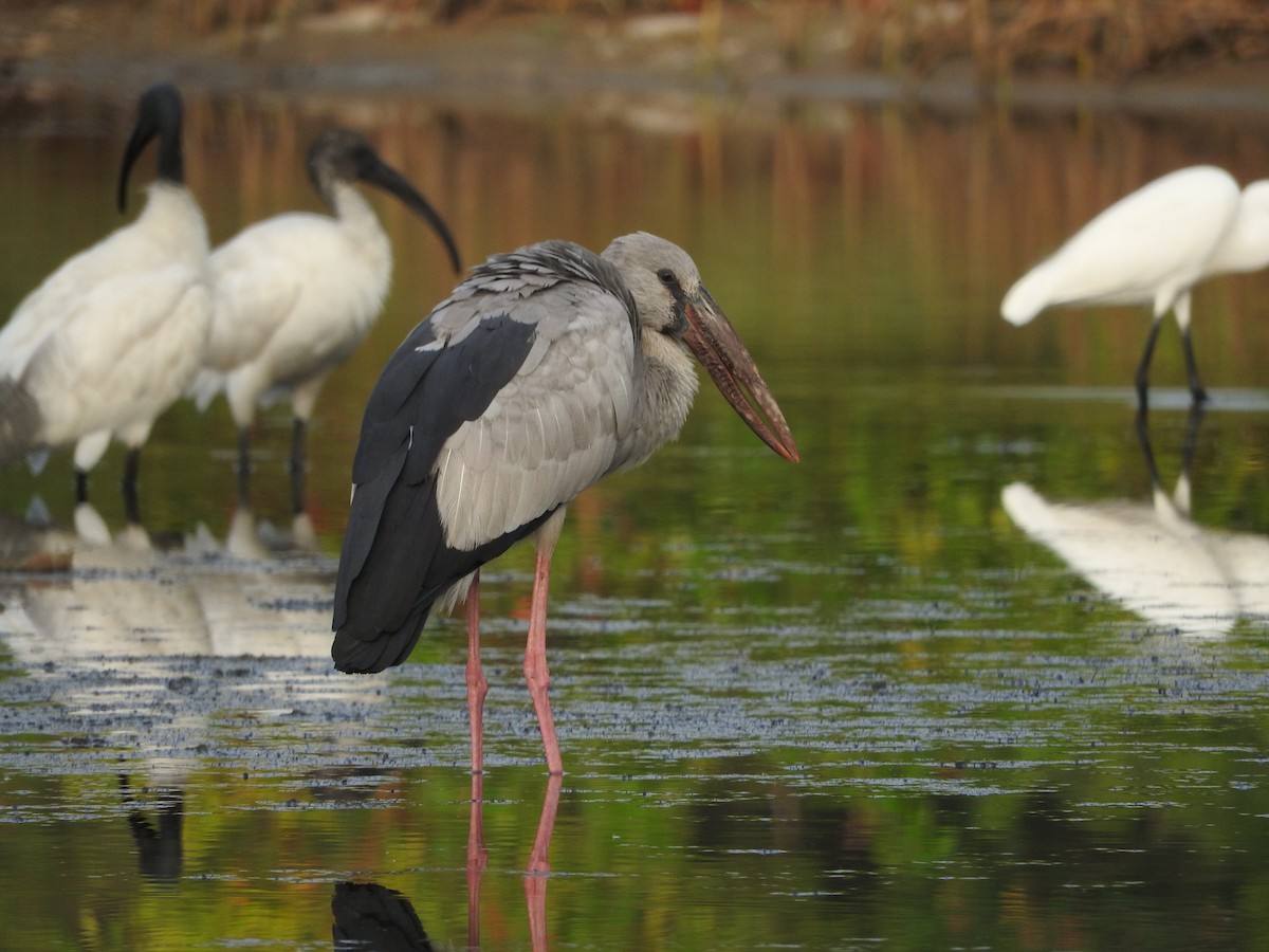 Asian Openbill - ML93473511