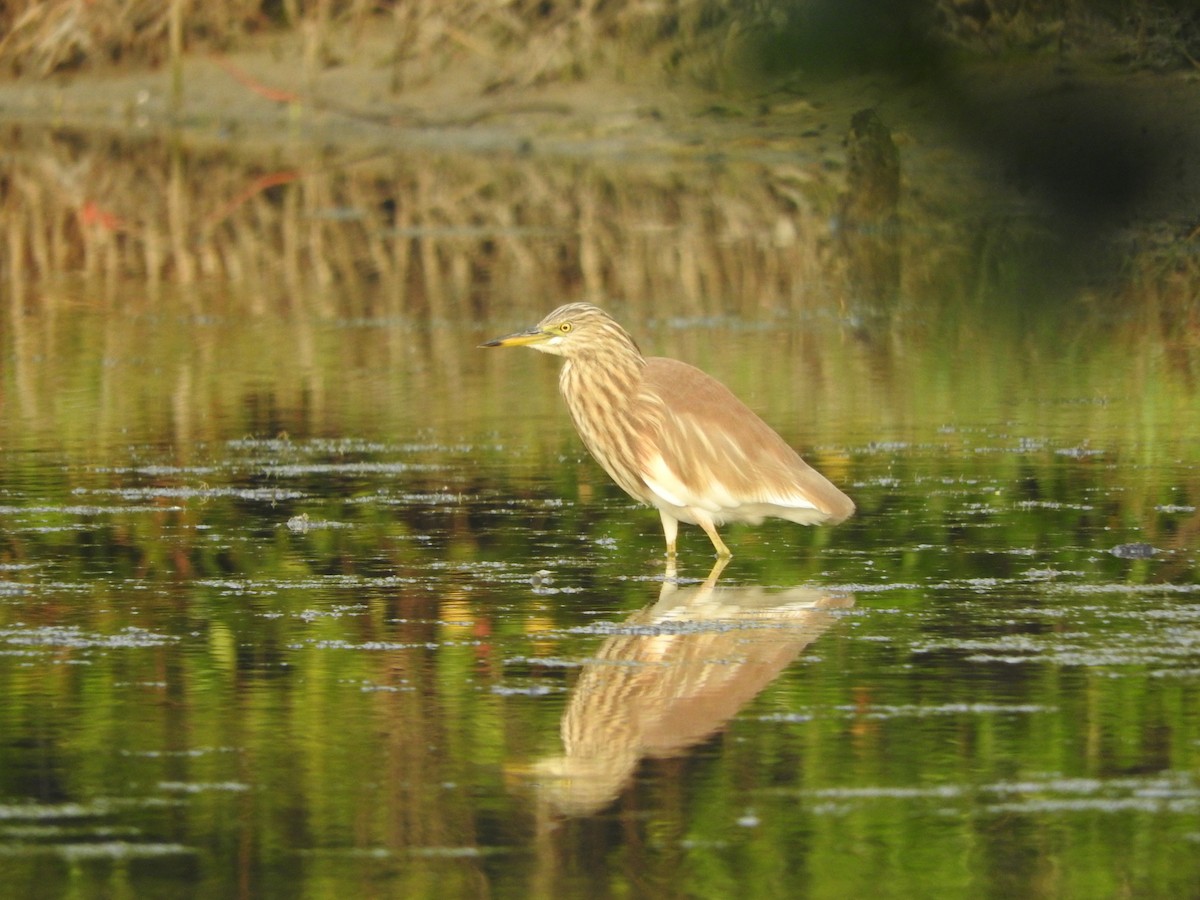 Striated Heron - ML93473811