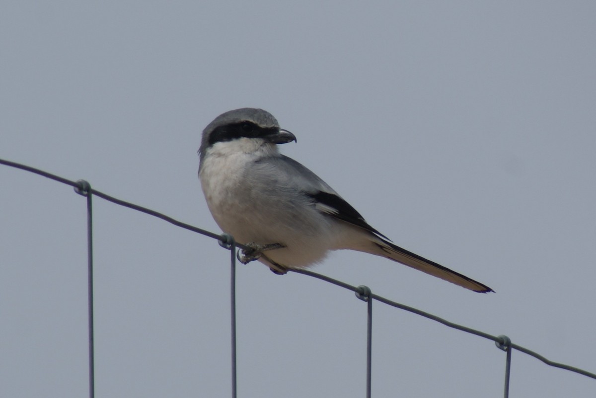 Loggerhead Shrike - Jim Paton