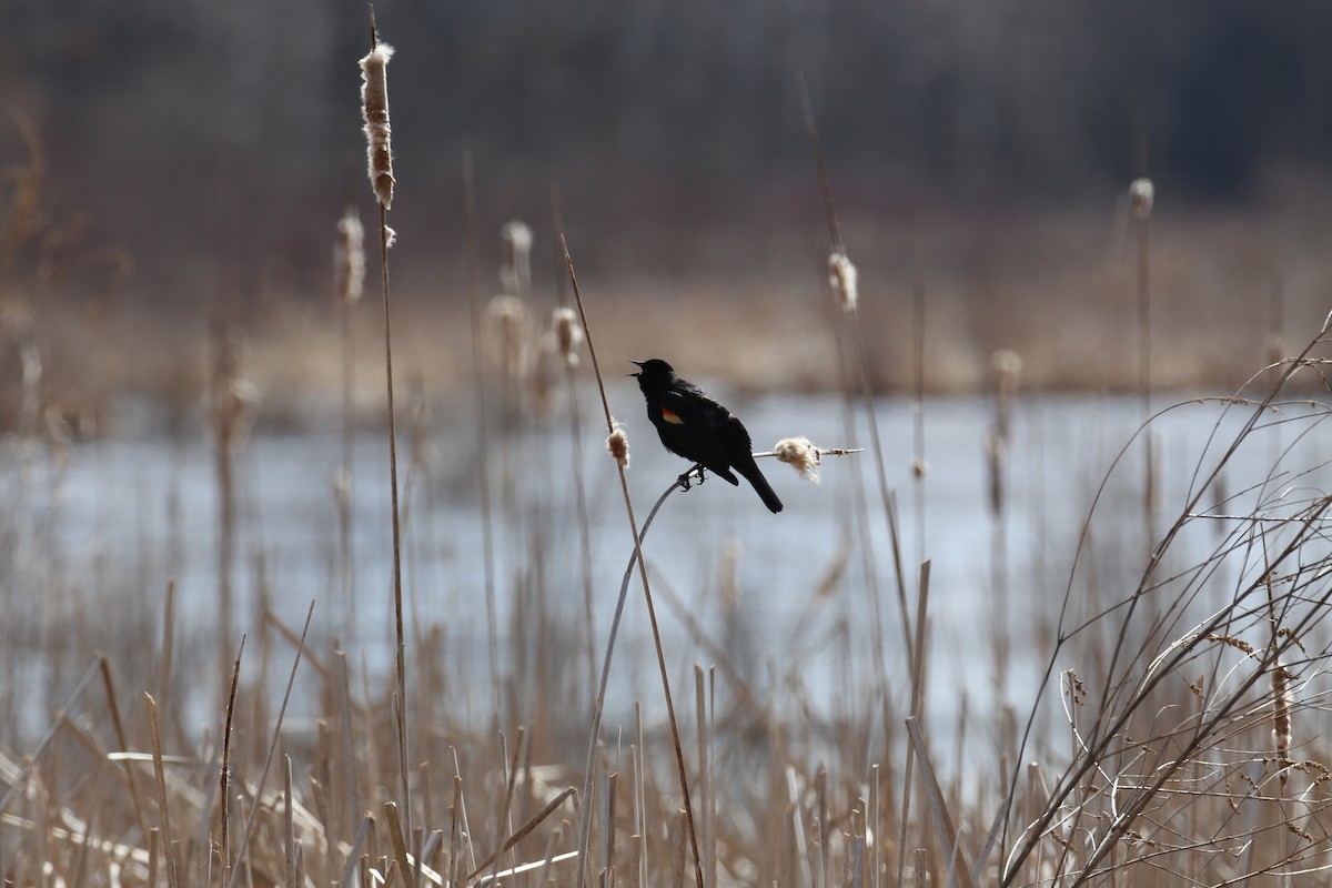 Red-winged Blackbird - ML93478331