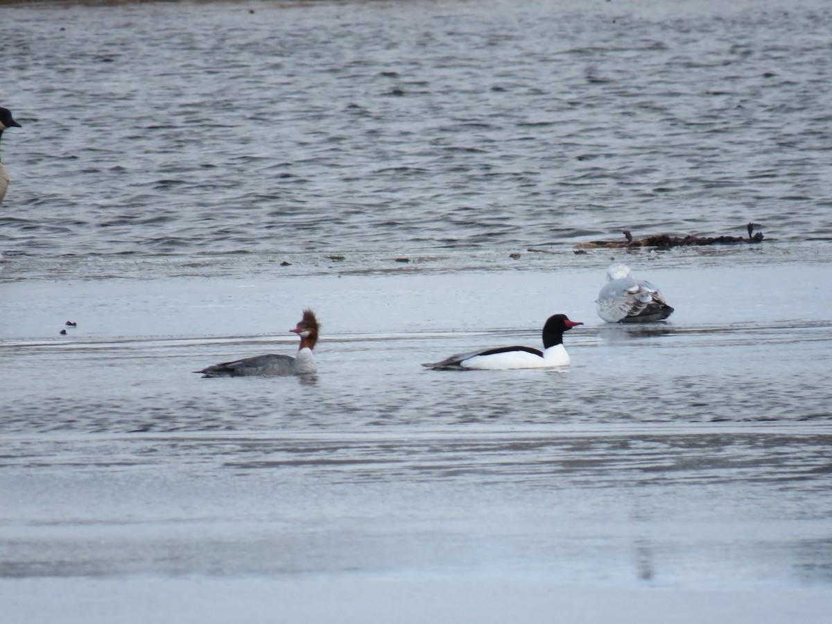 Common Merganser - ML93478611