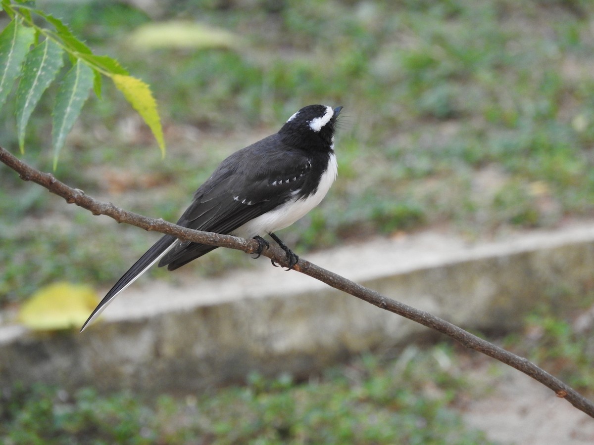 White-browed Fantail - ML93479861