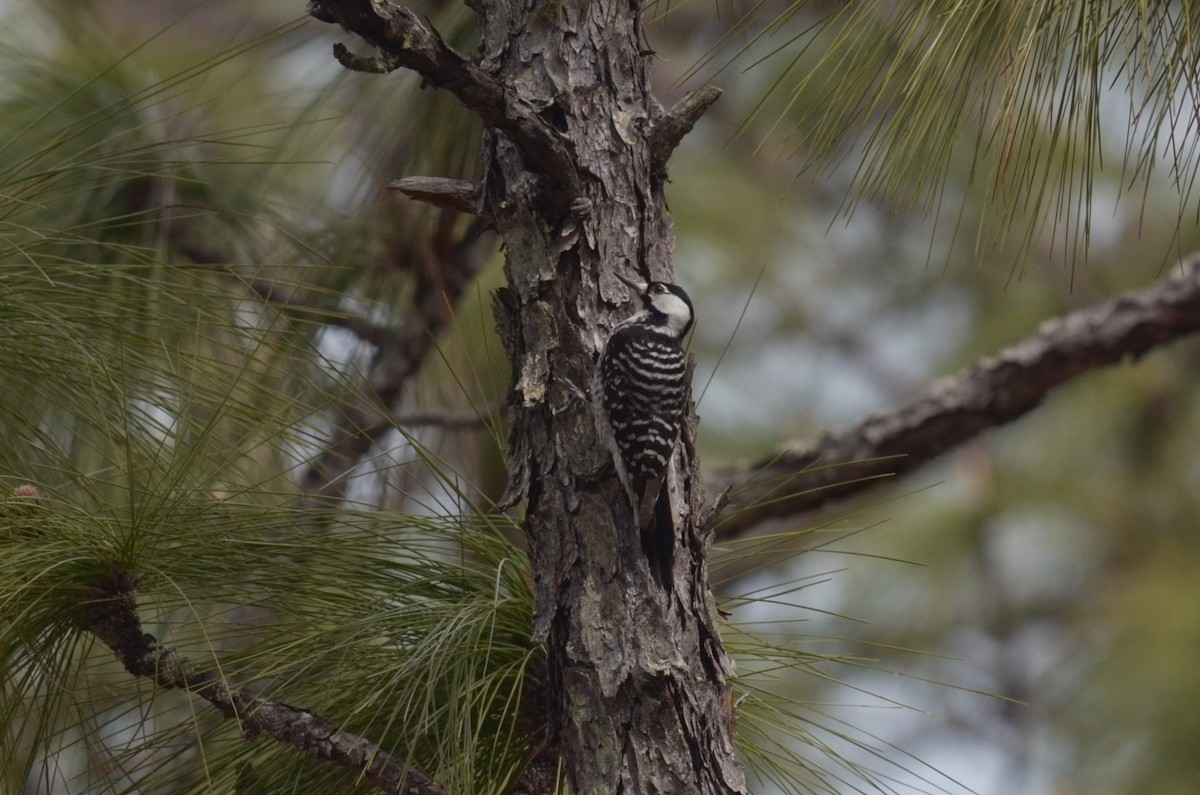 Red-cockaded Woodpecker - Nathaniel Sharp