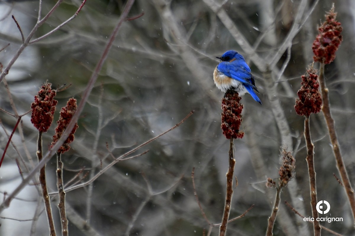 Eastern Bluebird - ML93483411