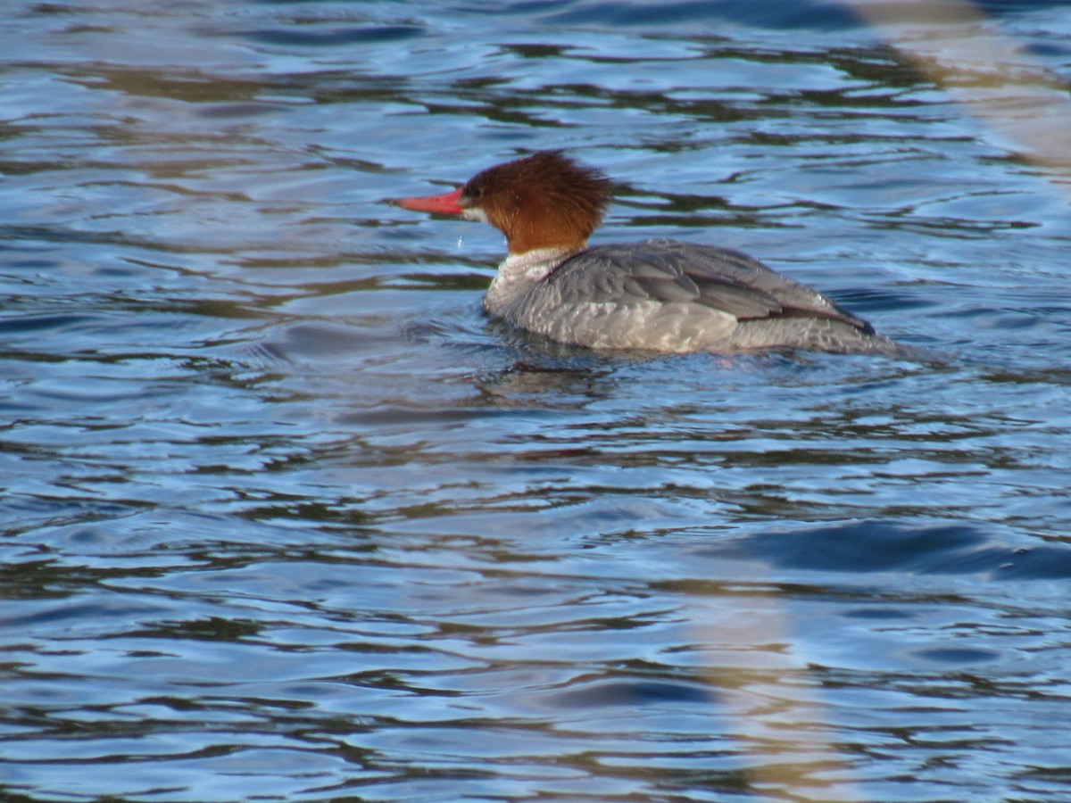 Common Merganser - ML93484811