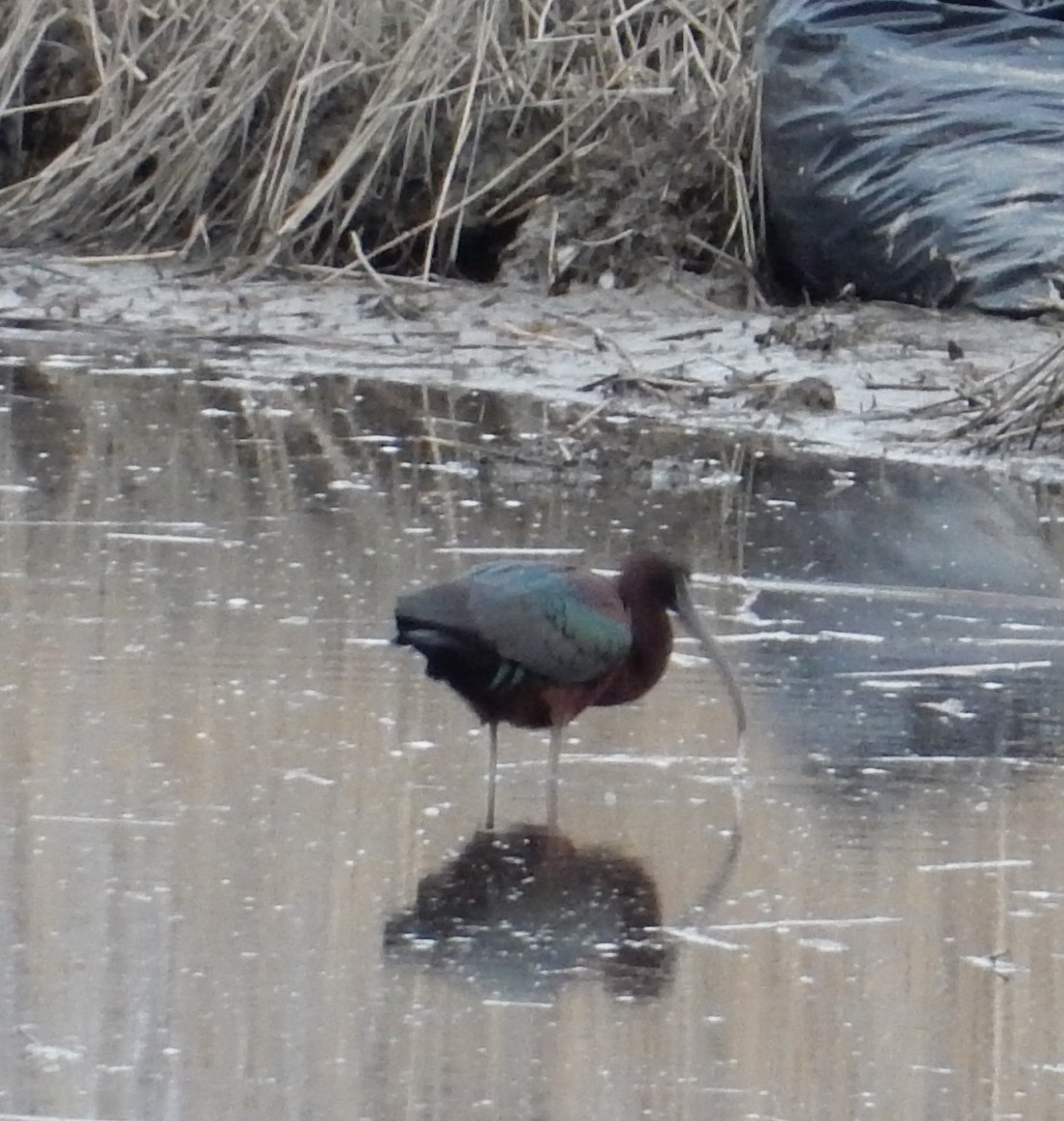 Glossy Ibis - ML93485301