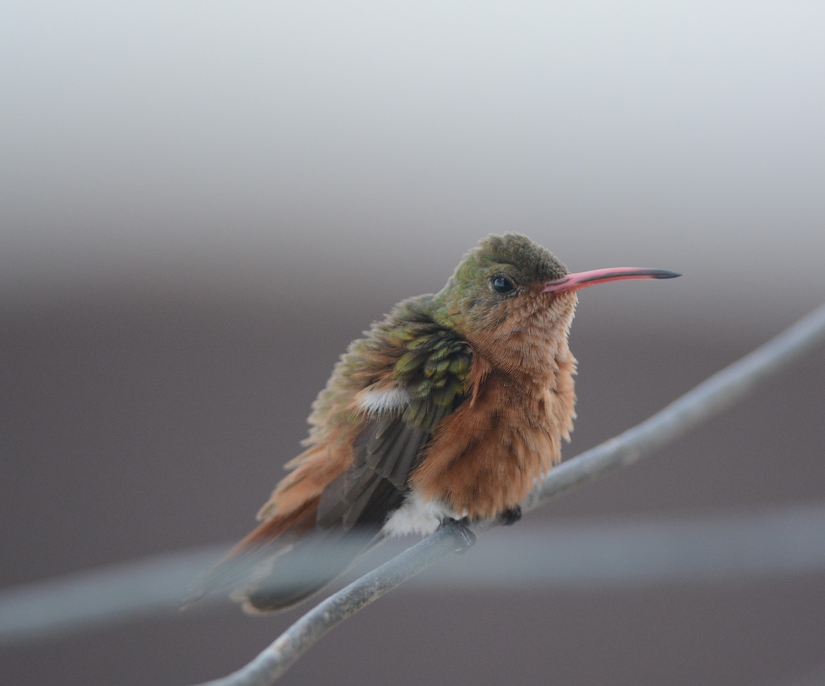 Cinnamon Hummingbird (Mainland) - Clive Harris