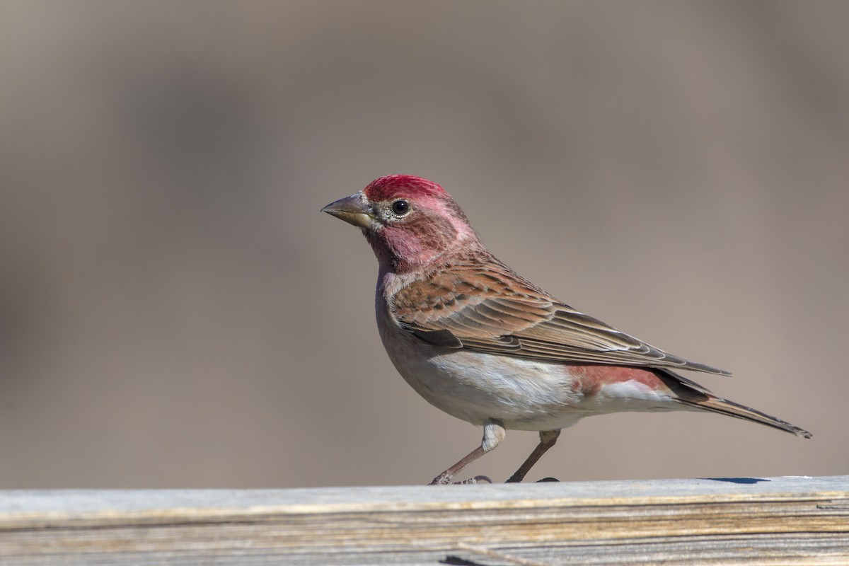 Cassin's Finch - ML93485871