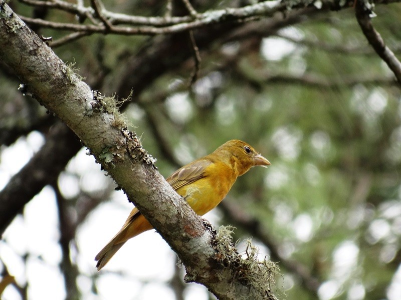 Summer Tanager - ML93486471