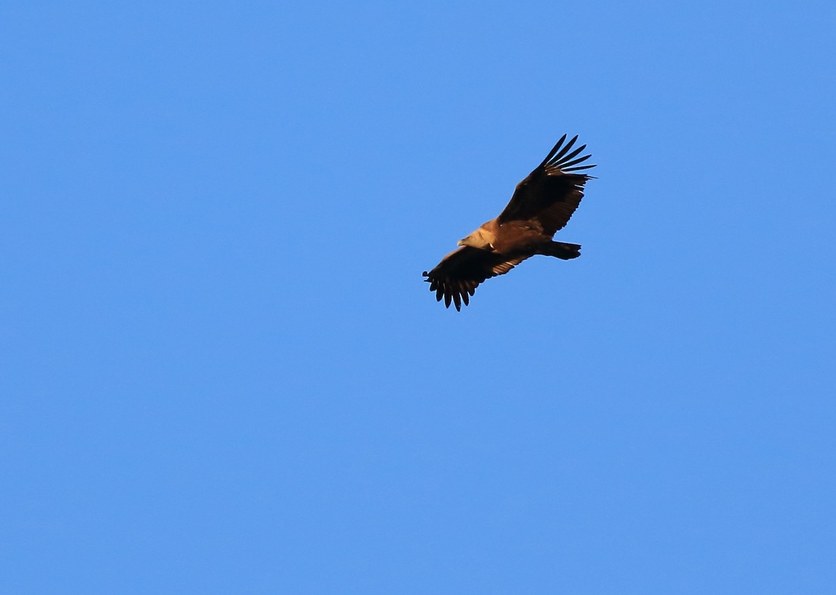 Eurasian Griffon - Sérgio Correia