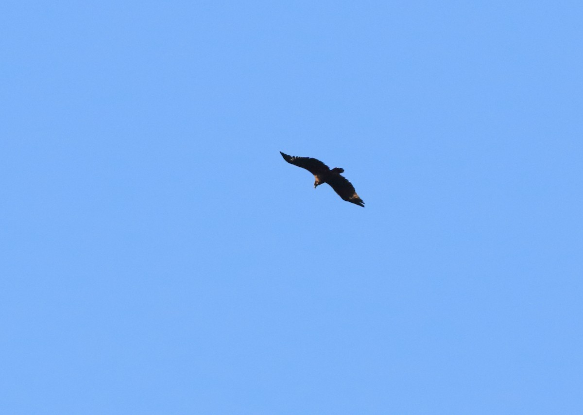 Cinereous Vulture - ML93486801