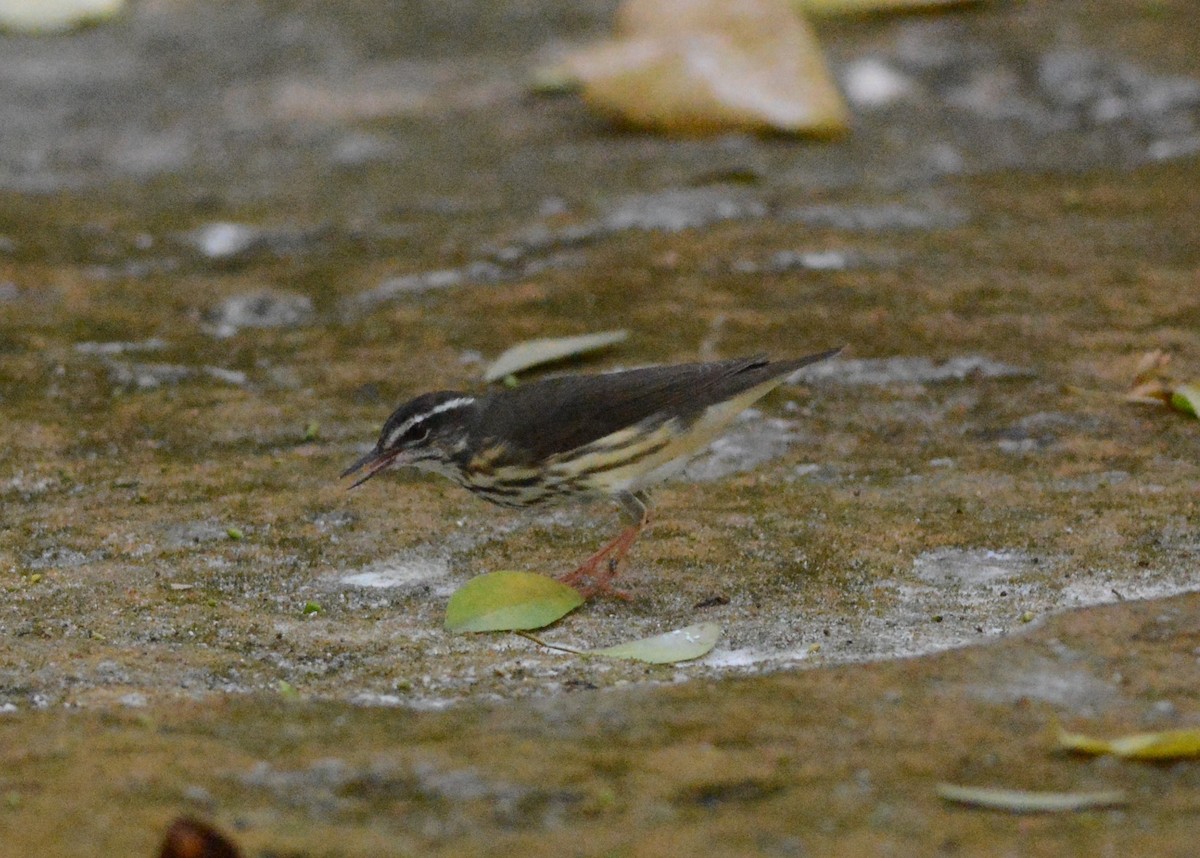 Louisiana Waterthrush - ML93487651