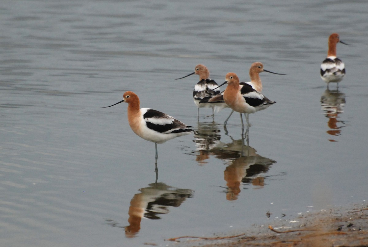 American Avocet - ML93491481