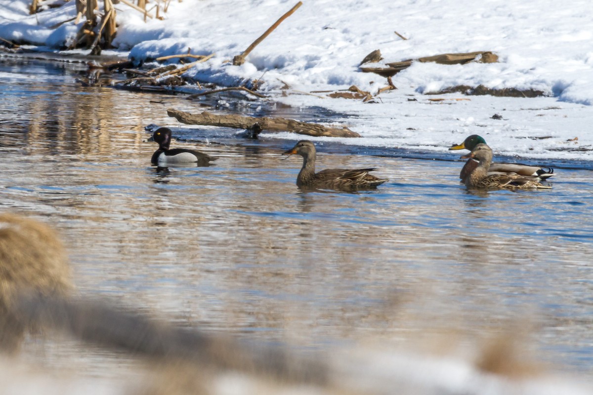 Ring-necked Duck - ML93494671