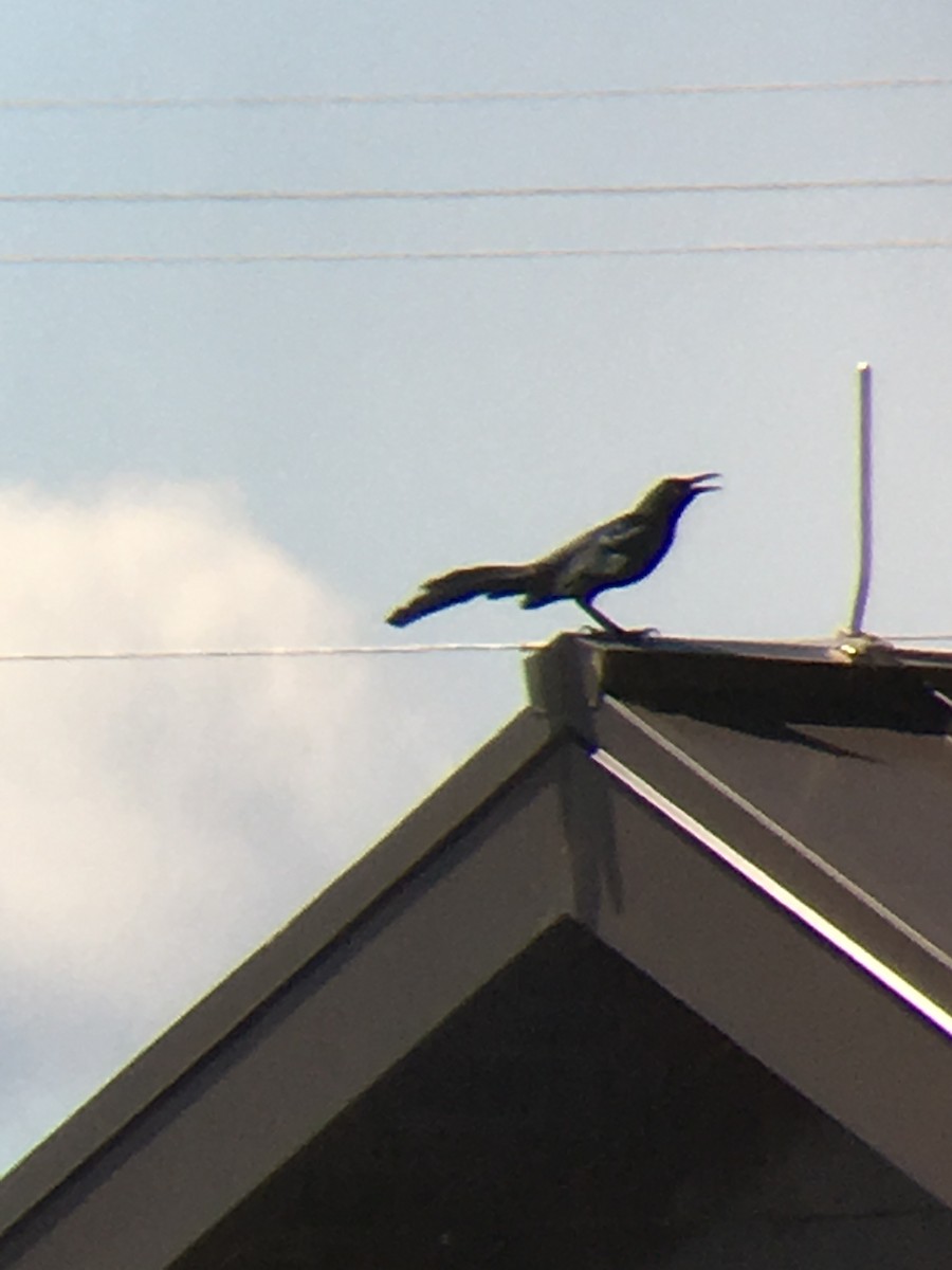 vlhovec velkoocasý - ML93495431