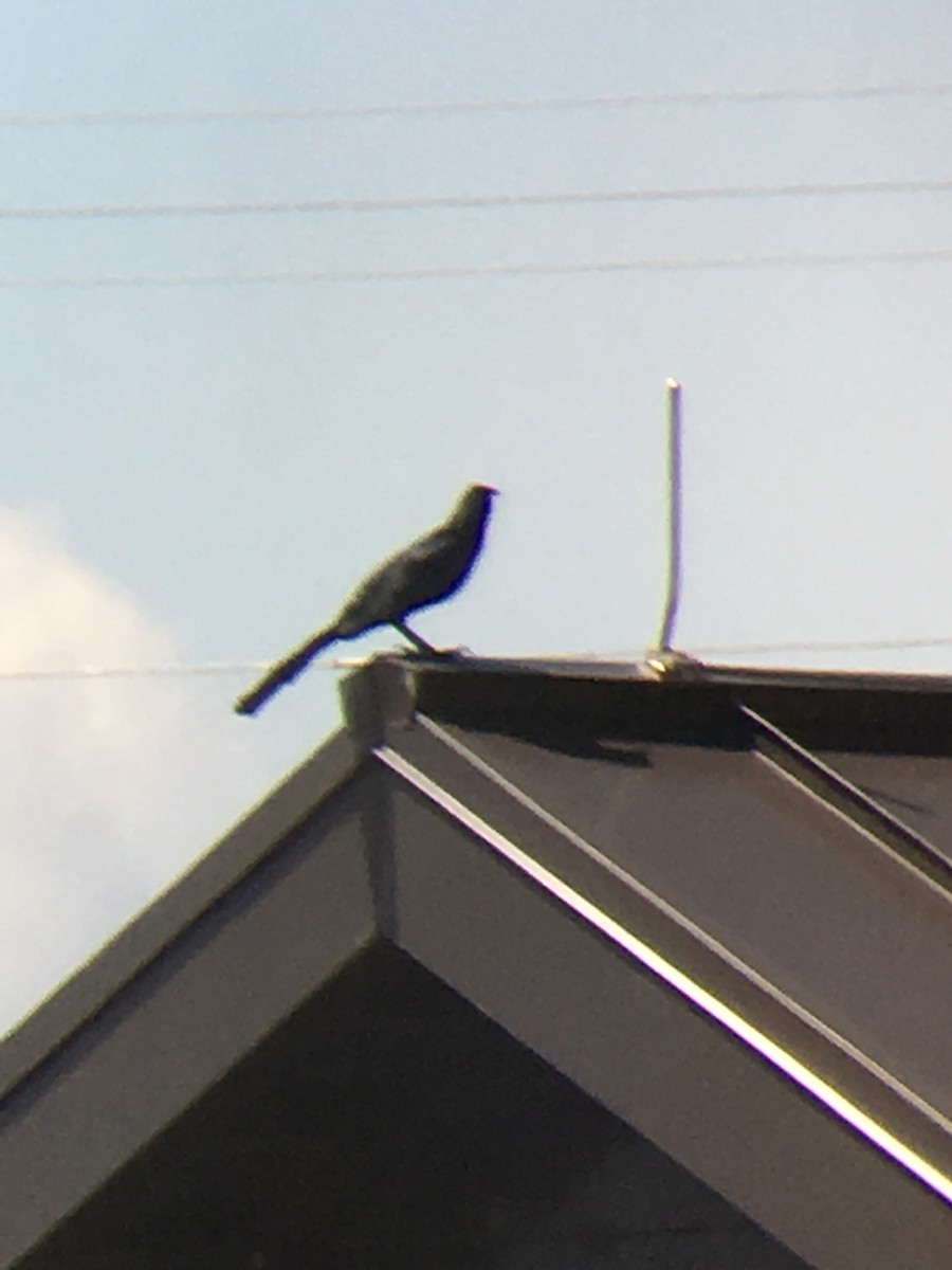 vlhovec velkoocasý - ML93495441