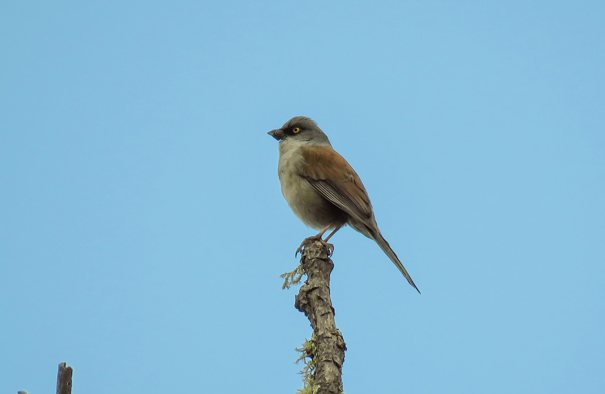 Yellow-eyed Junco (Mexican) - ML93497771