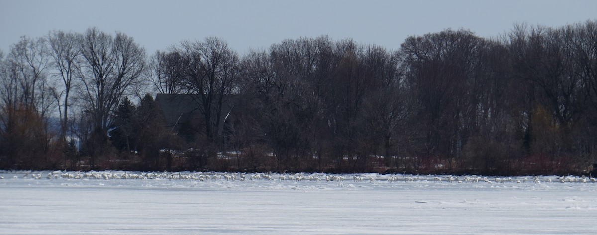 Tundra Swan (Whistling) - ML93501581