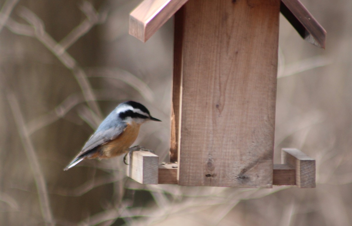 Red-breasted Nuthatch - ML93502591