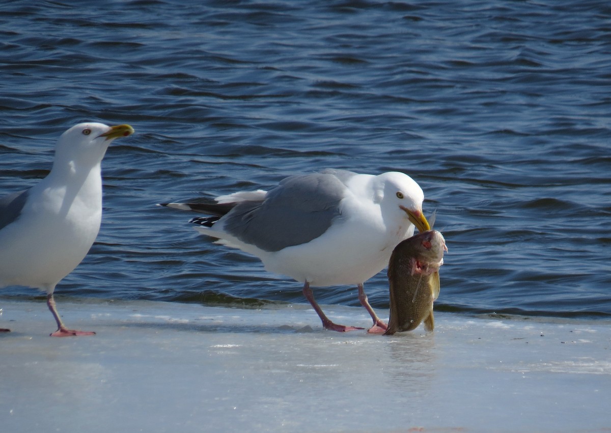 Herring Gull - ML93502601