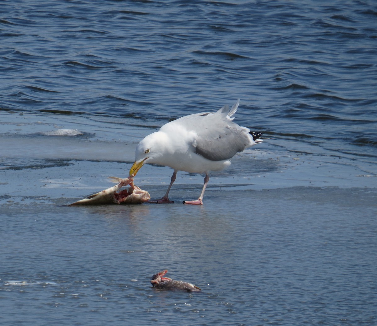 Herring Gull - ML93502651