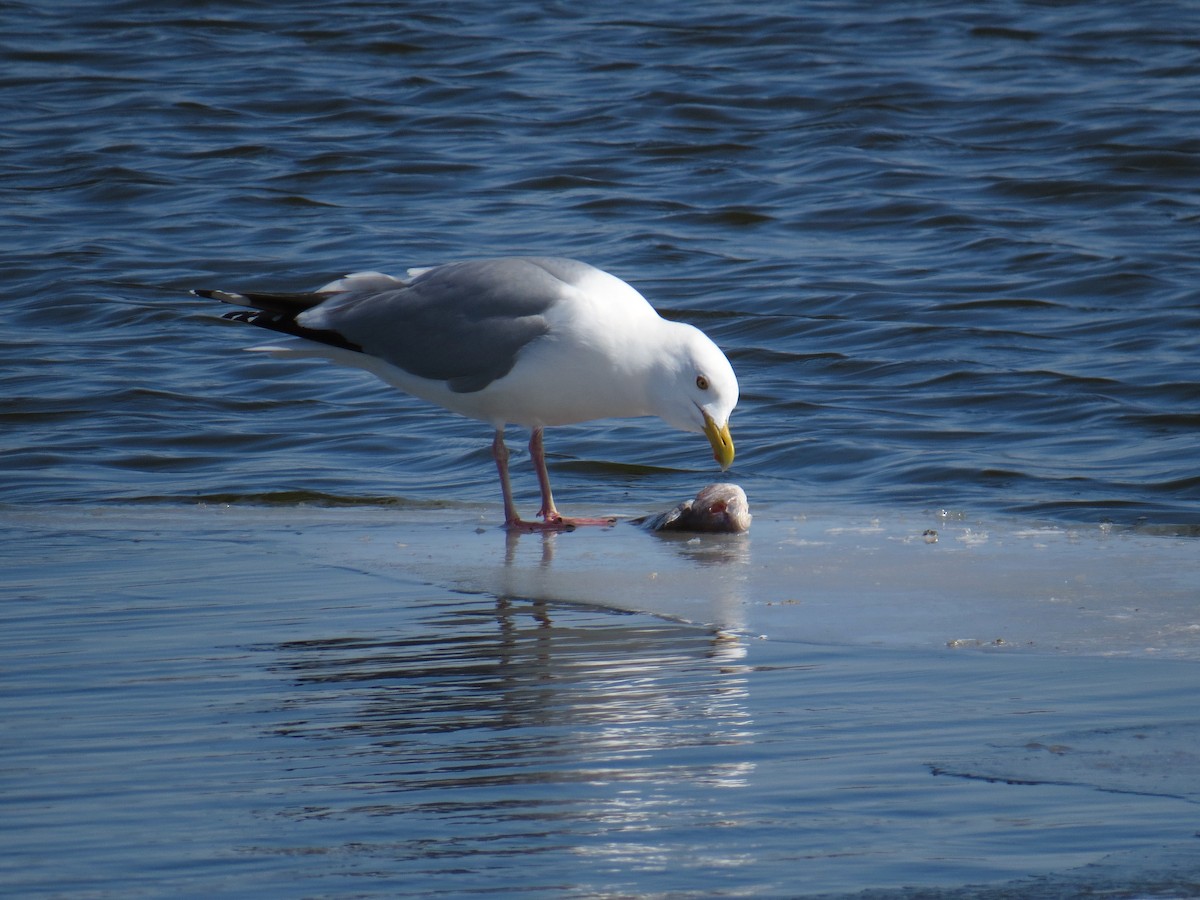 Herring Gull - ML93502671