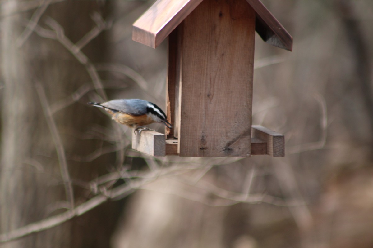 Red-breasted Nuthatch - ML93502681