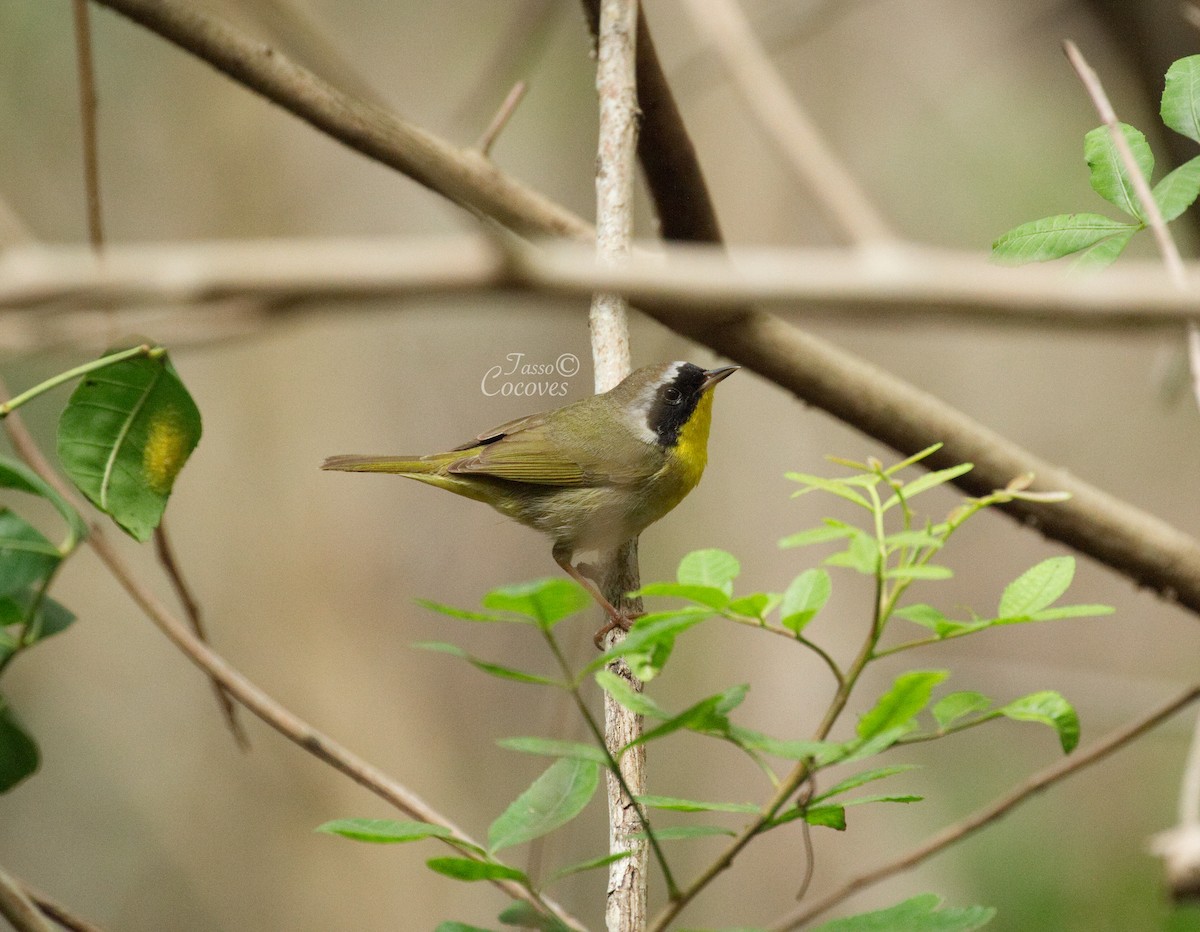 Common Yellowthroat - Tasso  Cocoves