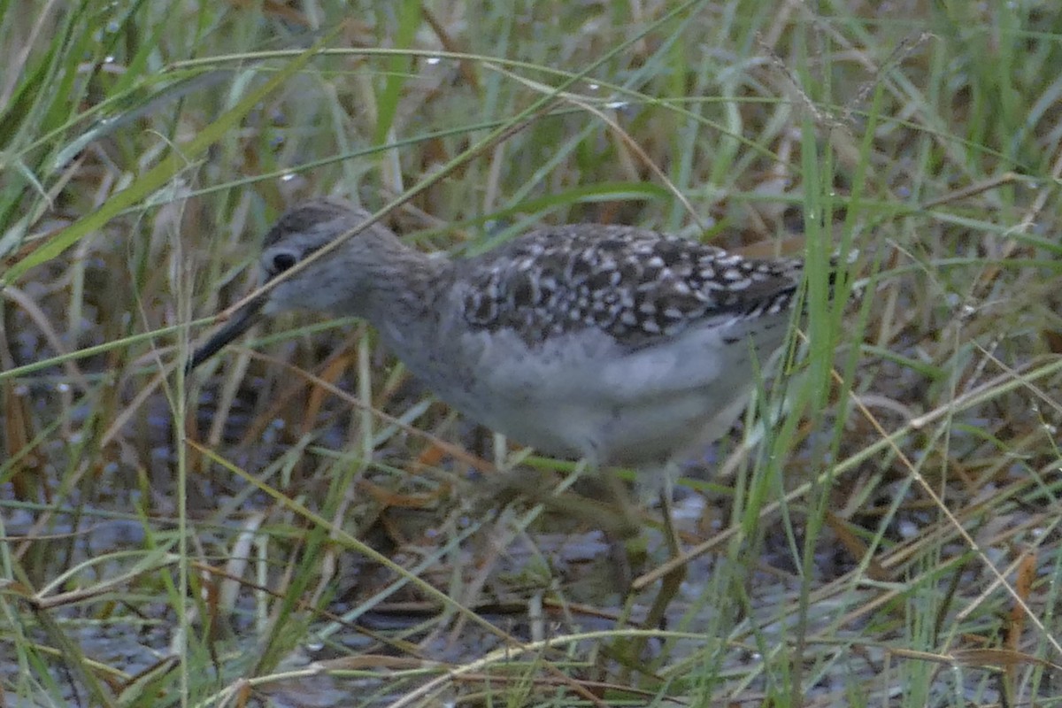 Wood Sandpiper - ML93503471