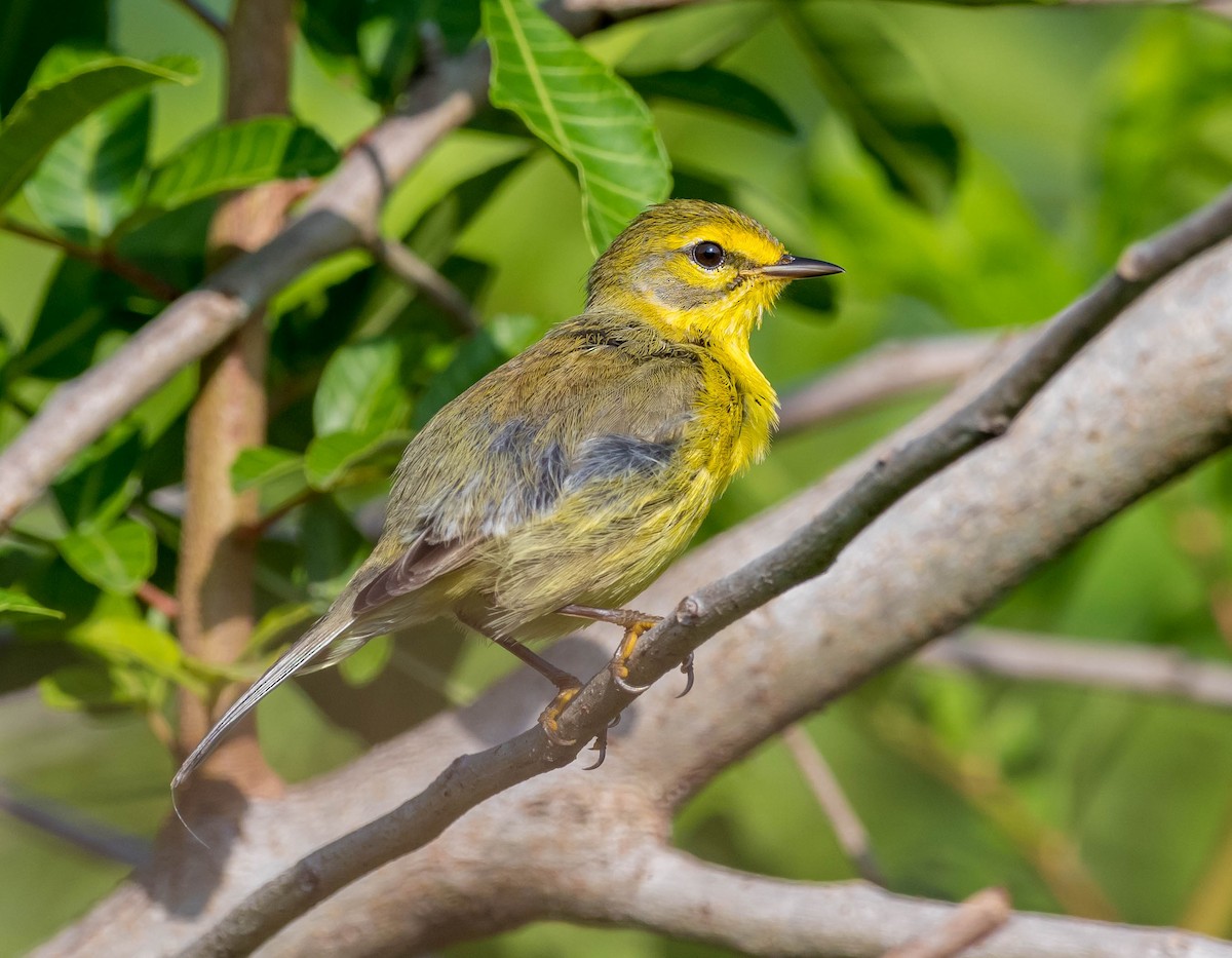 Prairie Warbler - David Hall