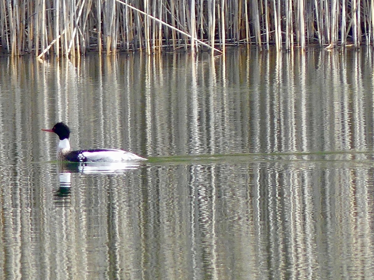 Red-breasted Merganser - ML93504141