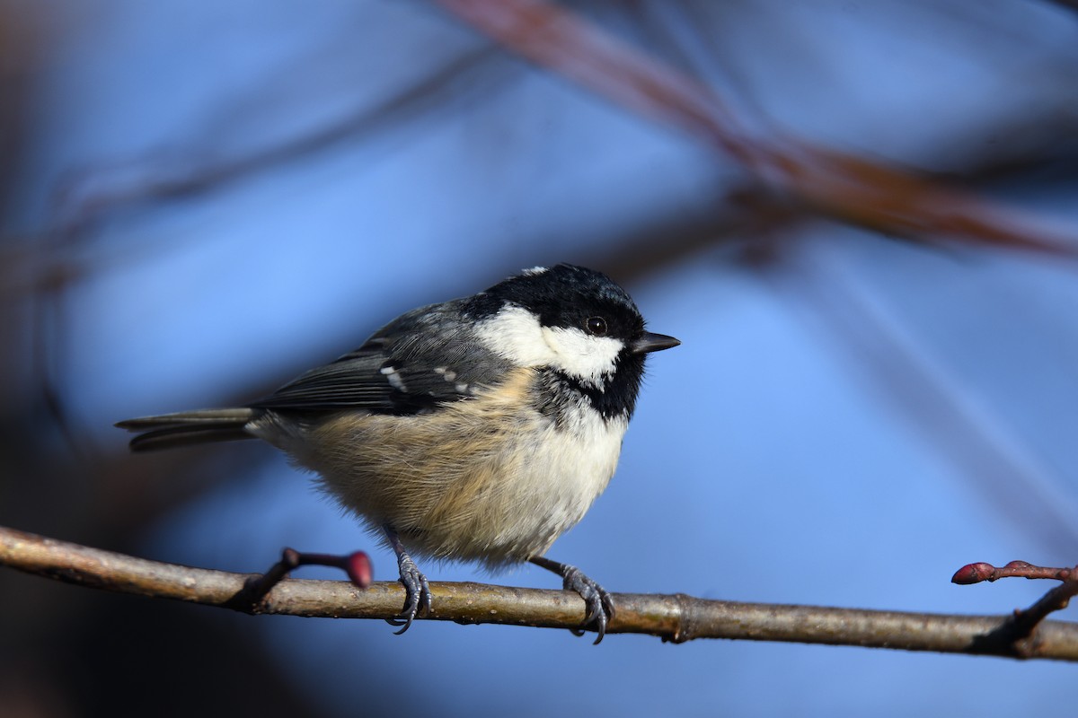 Coal Tit - ML93505611