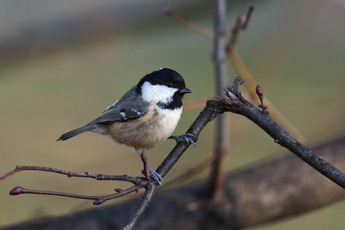 Coal Tit - ML93505621