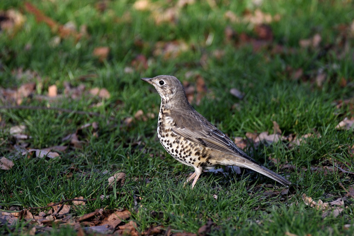 Mistle Thrush - ML93505841