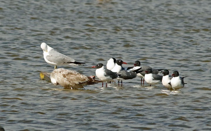 Ring-billed Gull - ML93506341