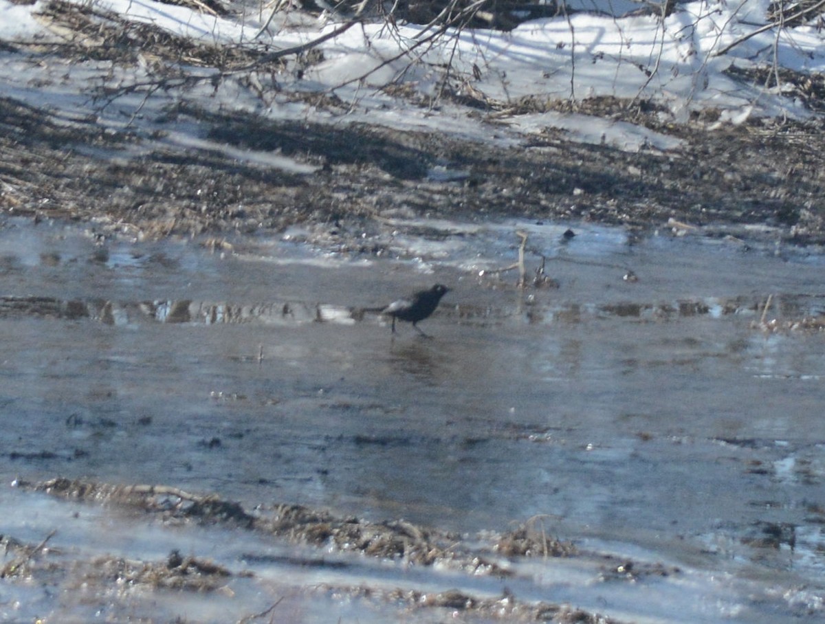 Rusty Blackbird - ML93506371