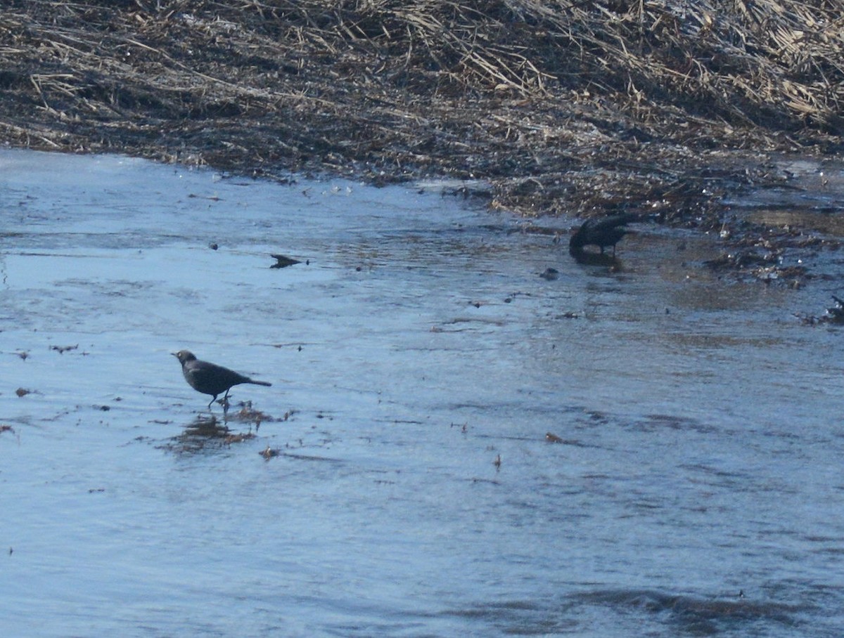 Rusty Blackbird - ML93506411