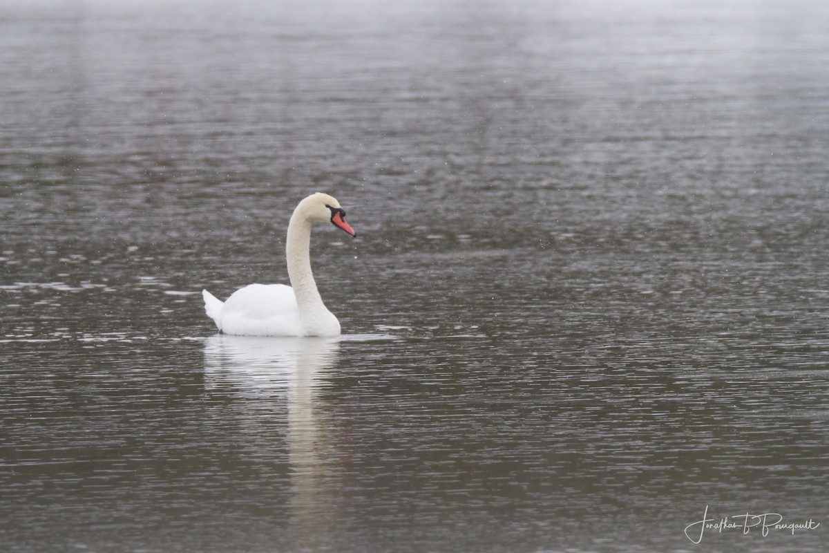 Mute Swan - ML93509191