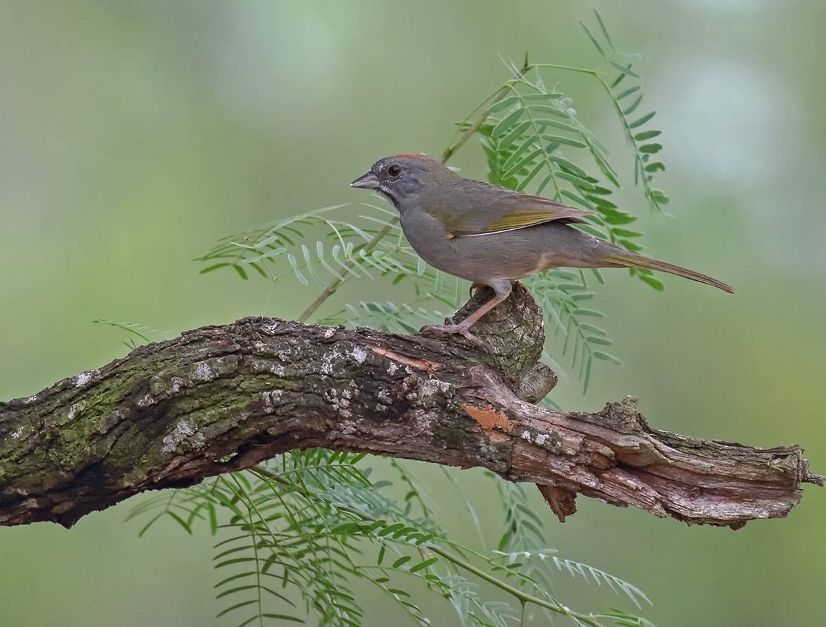 Green-tailed Towhee - ML93509651