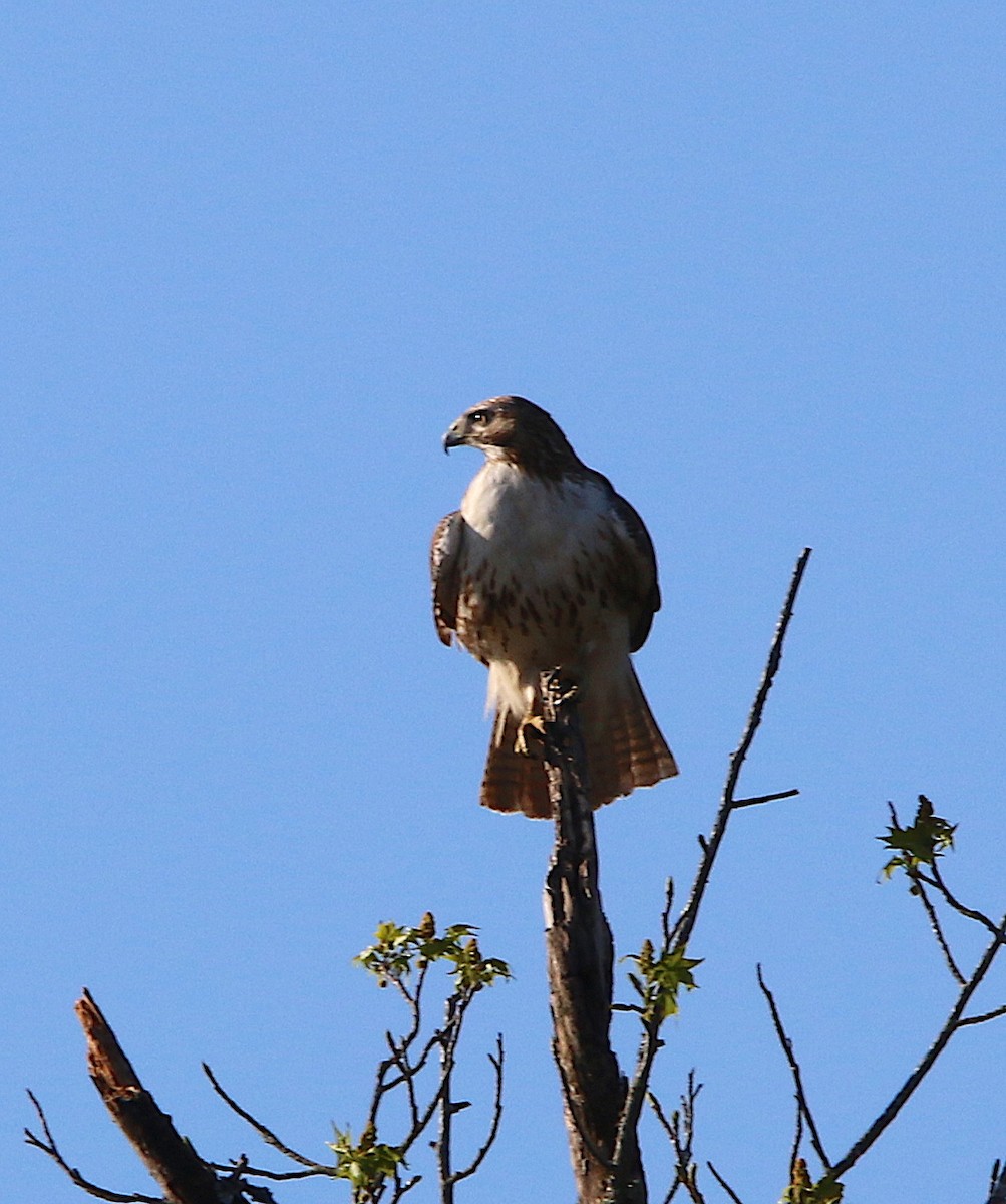 Red-tailed Hawk - ML93509911