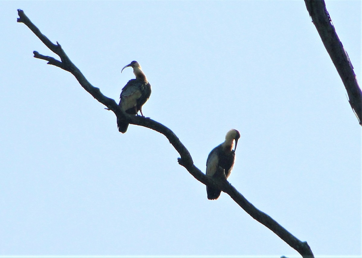 Buff-necked Ibis - Carlos Otávio Gussoni