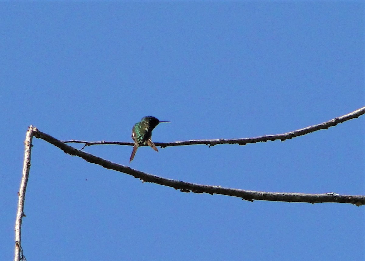 Colibrí Amatista - ML93512351