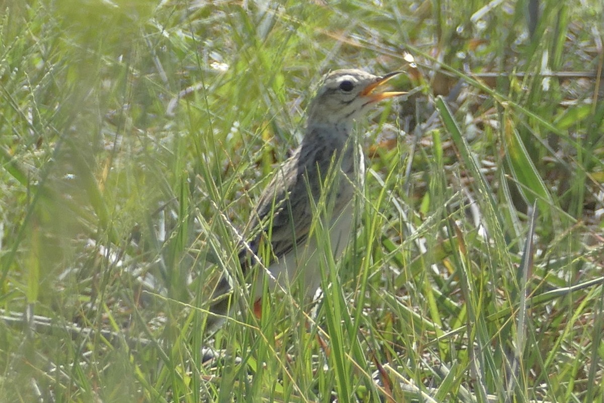 African Pipit - Peter Kaestner