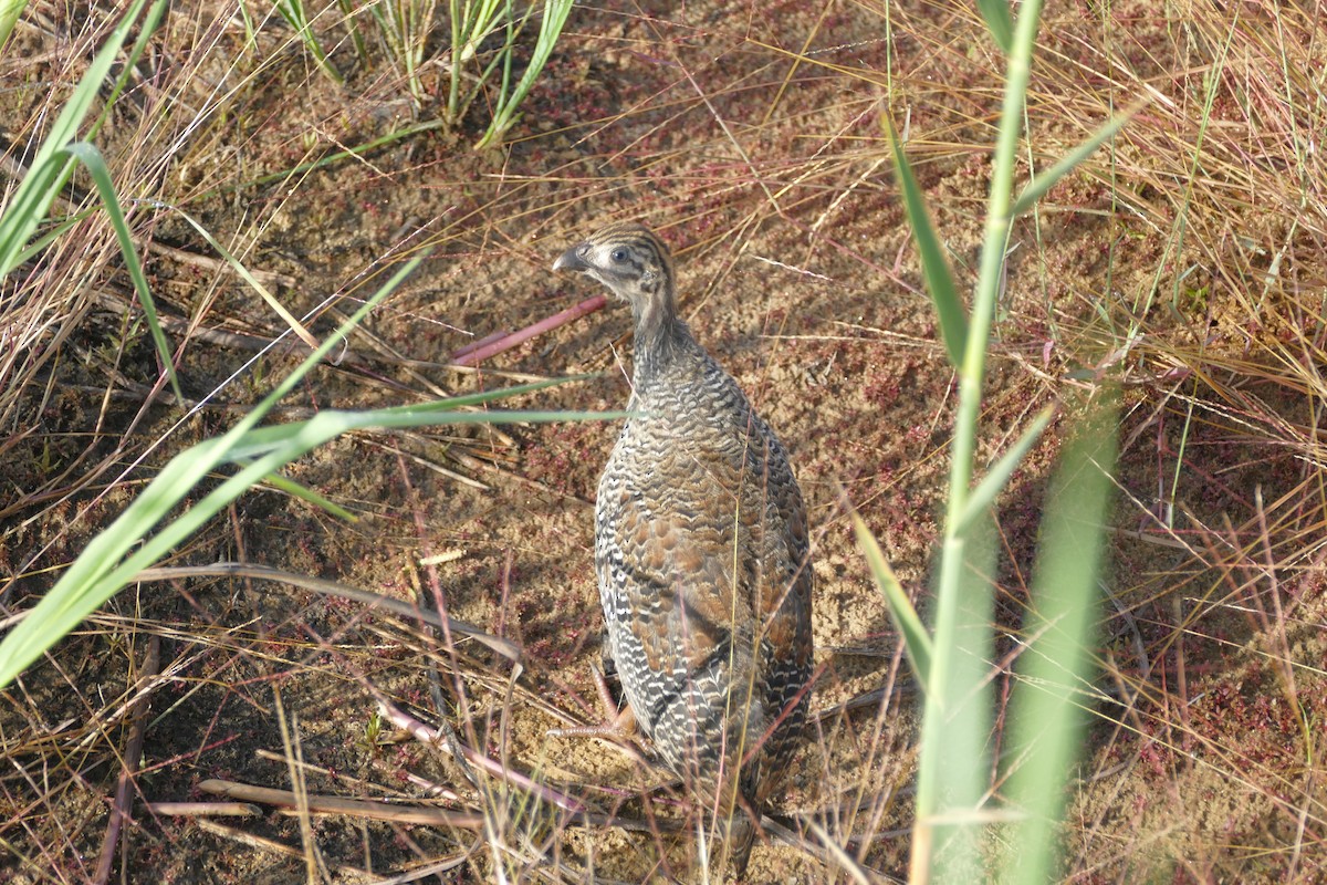 Helmeted Guineafowl - ML93516531