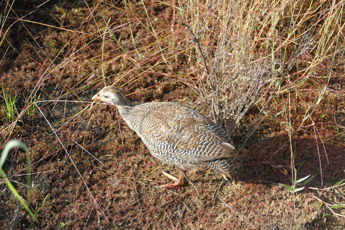 Helmeted Guineafowl - ML93516541