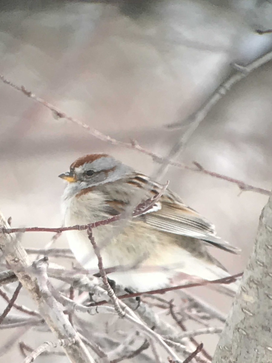 American Tree Sparrow - Howard Heffler