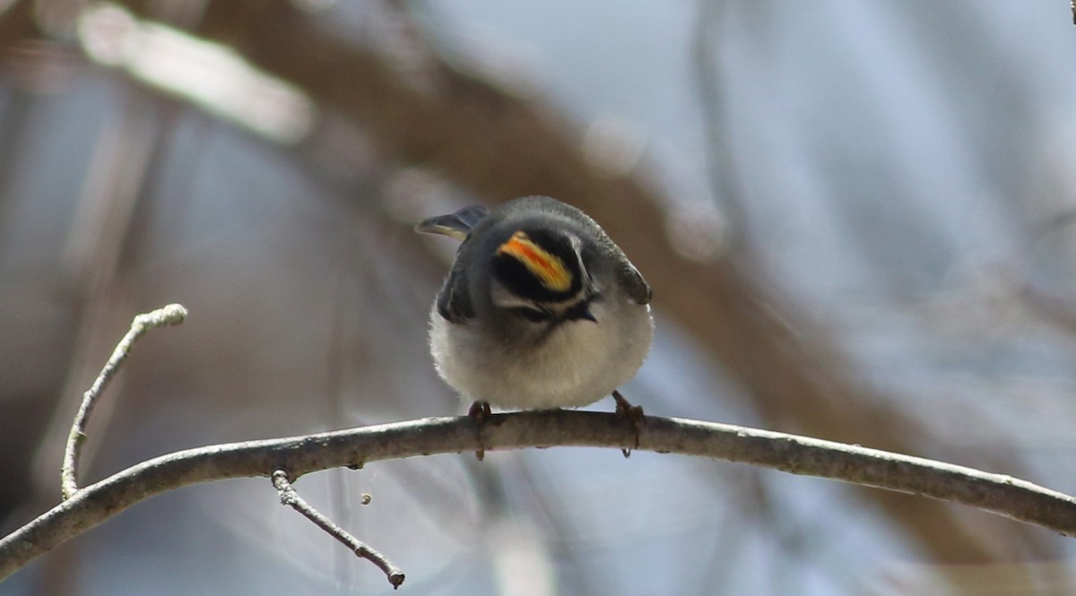 Golden-crowned Kinglet - ML93517661