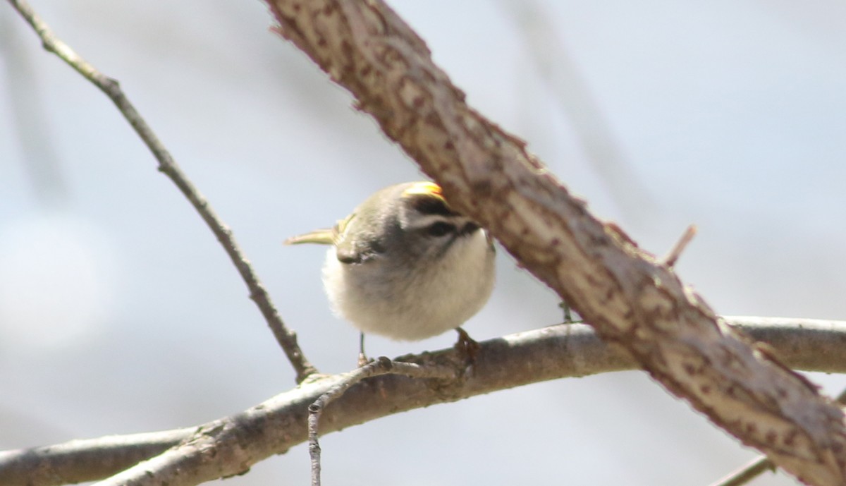 Golden-crowned Kinglet - ML93517671